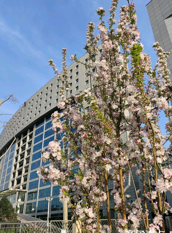 海棠笑春风🌸（图2）