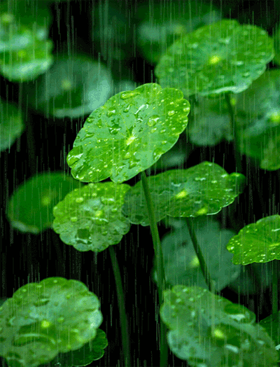 《春雨》文/赵钟铭（图4）