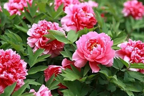 《国色天香，雍容自芳华》作者/傅志龙 主编/胡琴（图4）