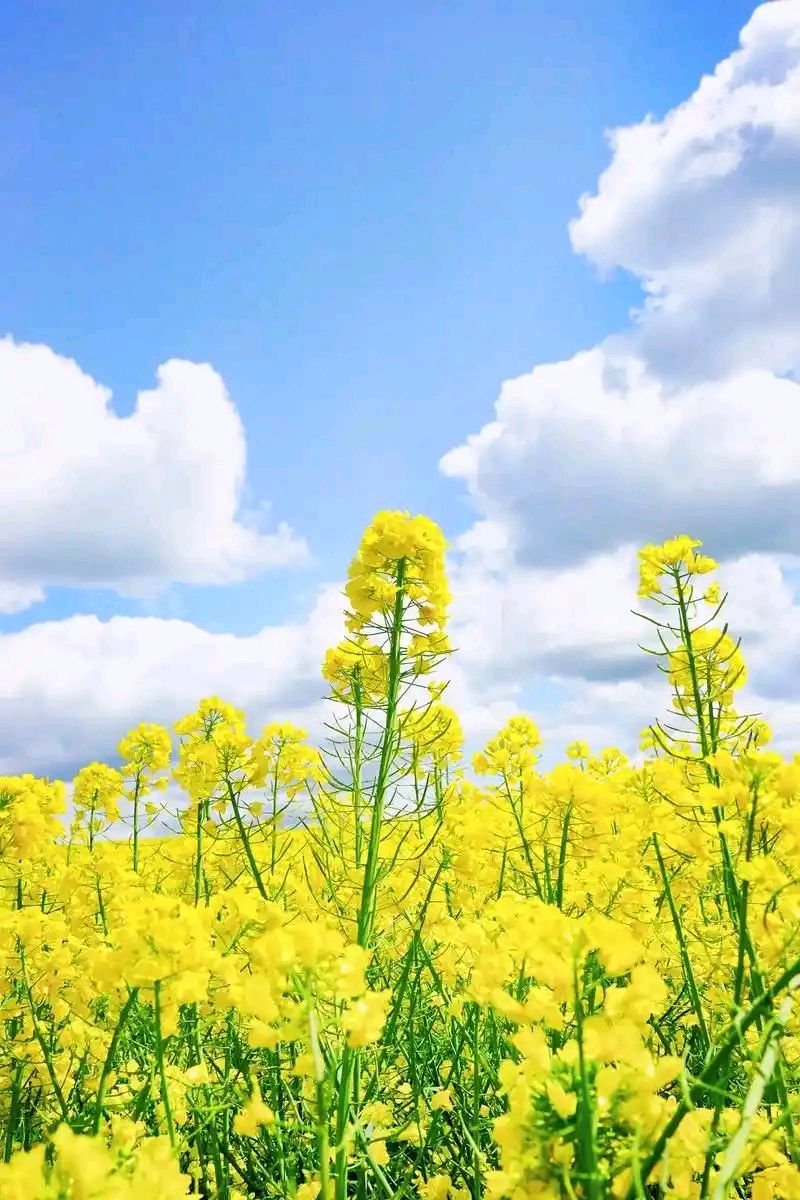 画堂春·油菜花（龙谱秦观体） 作者:过客（图2）