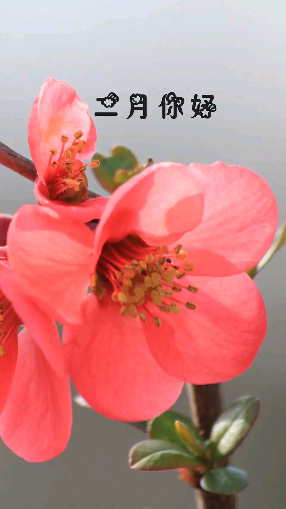 【昊昊海峡新干线副刊】二月 充满浓浓爱意/多想画条彩船划向你的地方（作者：昊昊/中国台湾）……莲叶之珠文学社（图3）