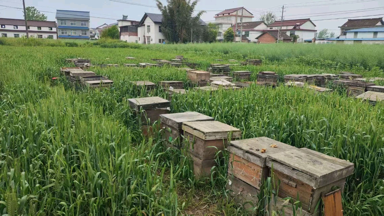志愿走访蜂产业 同心绘就甜蜜图（图2）