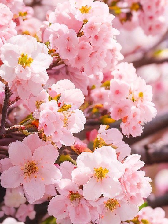 《七律：樱花寄语》文/付纪勇——贵州诗人