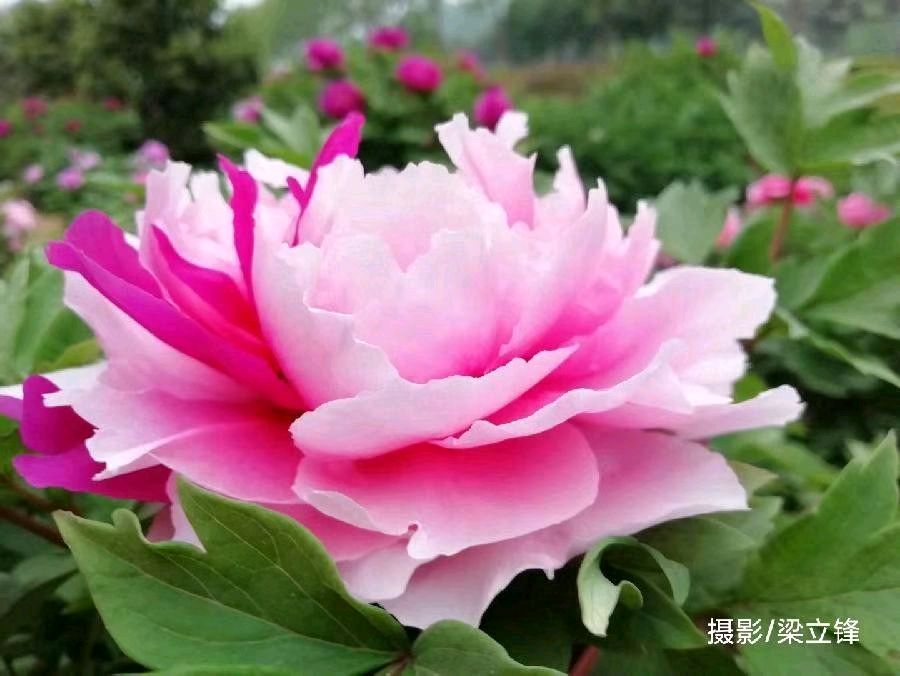 到洛阳穿汉服看牡丹 原作/梁立锋