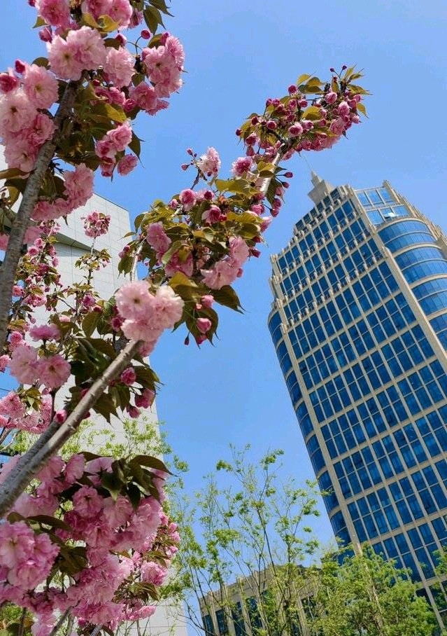 樱花香浮楼🌸（图4）