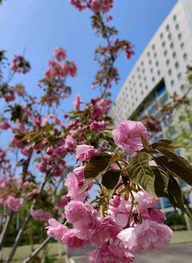 樱花香浮楼🌸（图2）