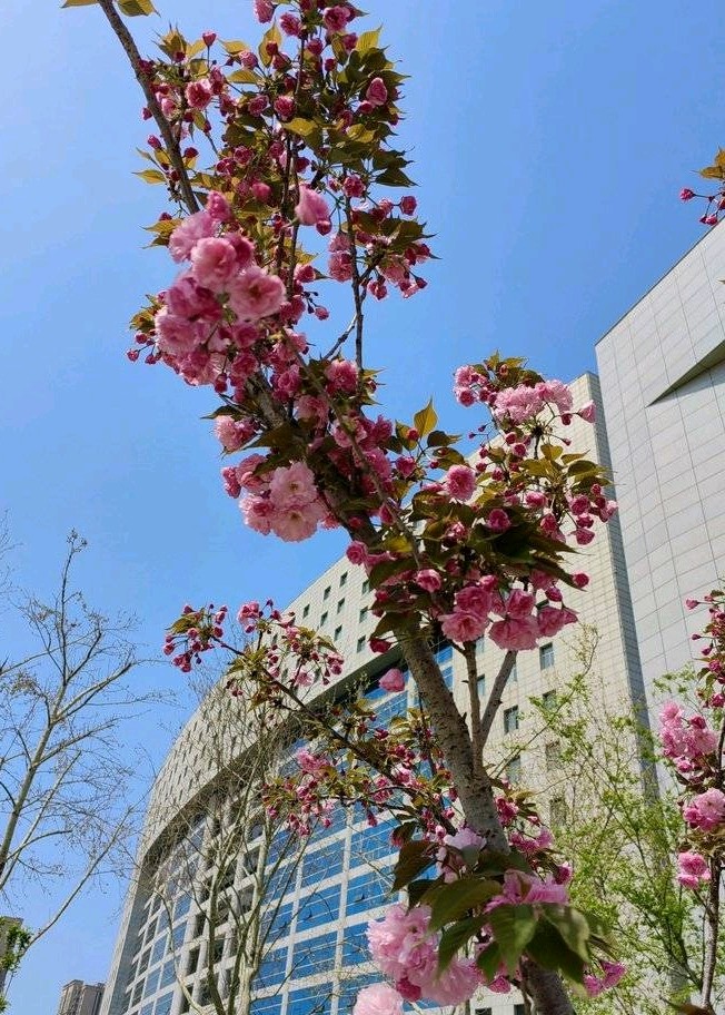 樱花香浮楼🌸（图9）