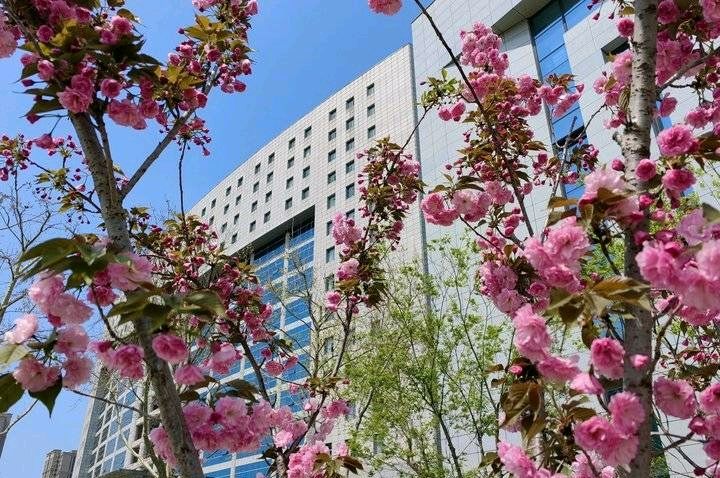 樱花香浮楼🌸（图3）