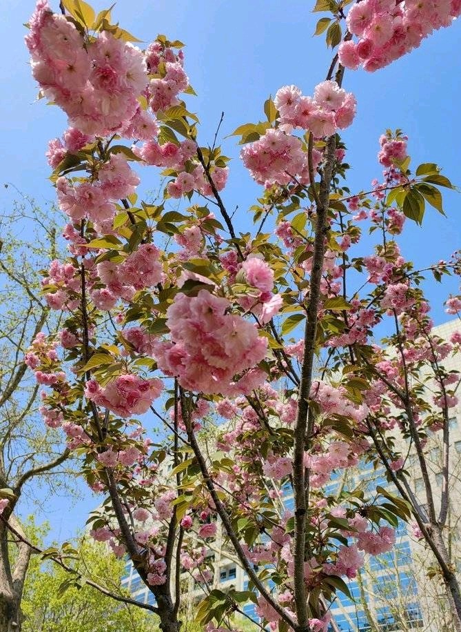 樱花香浮楼🌸（图5）