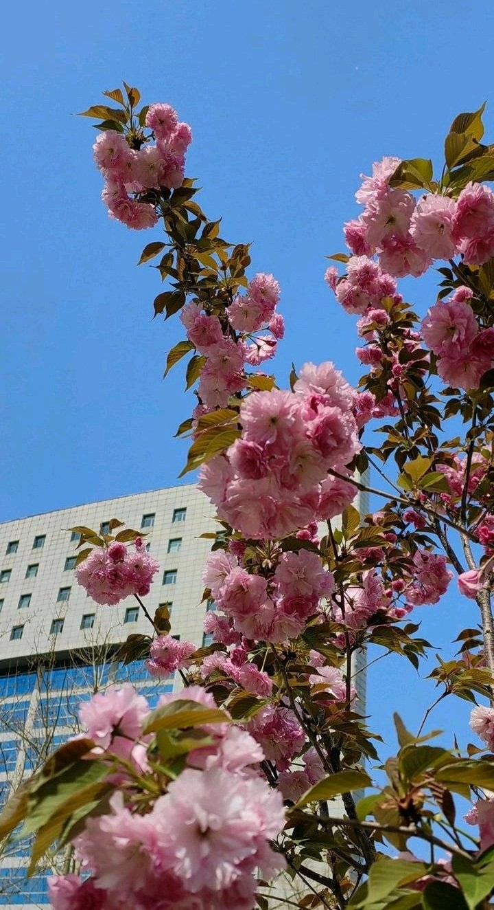 樱花香浮楼🌸（图8）