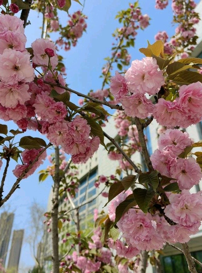 樱花香浮楼🌸（图6）