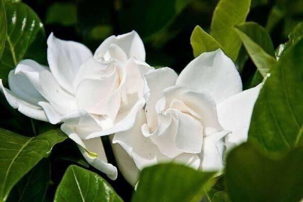 咏栀子花（图5）