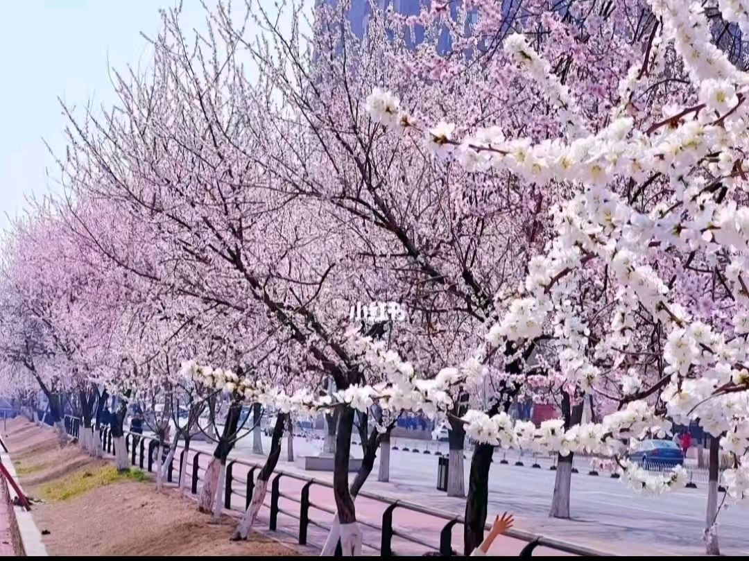 【都市精英文学社】题图诗.留住春天文/徐森林（图9）