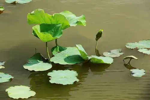 新荷叶 作者:刘晁林（图2）