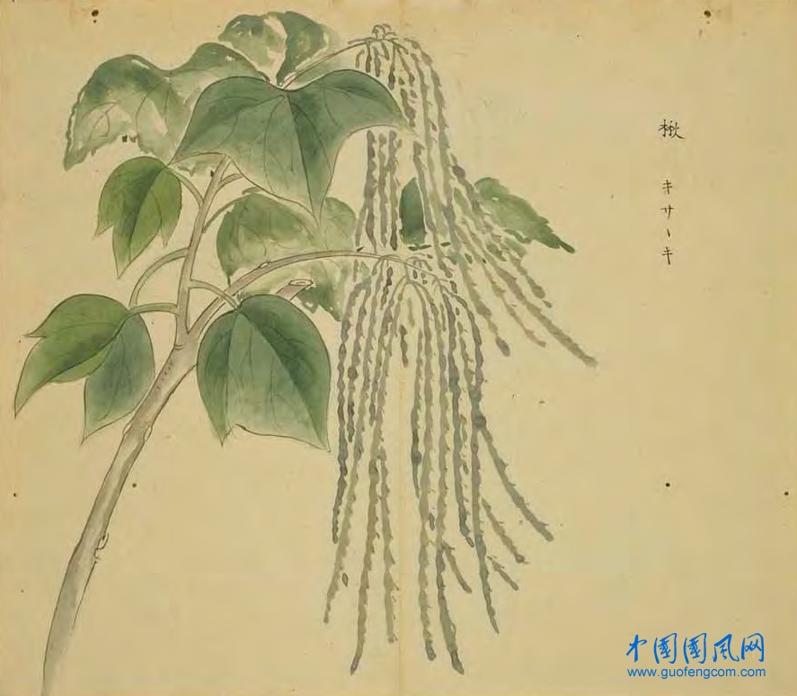 _ShiJing_楸(梓).jpg