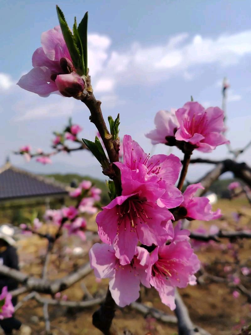 卜算子.桃花昨夜撩乱开（苏轼体） 作者:王发军（图4）
