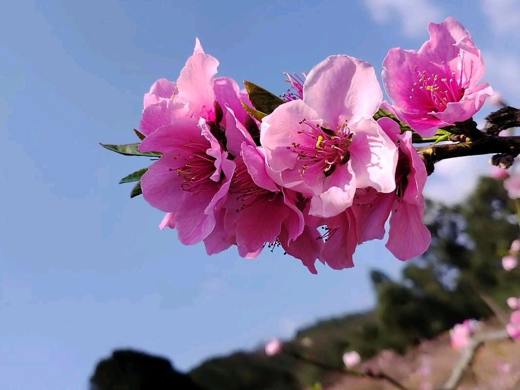 卜算子.桃花昨夜撩乱开（苏轼体） 作者:王发军（图2）