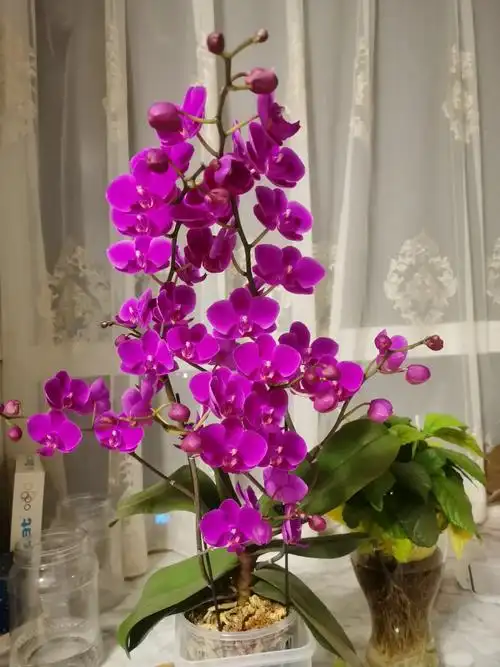 【明心文学】水川/百花争艳组诗（九）七律四首 主播/云雾（图3）