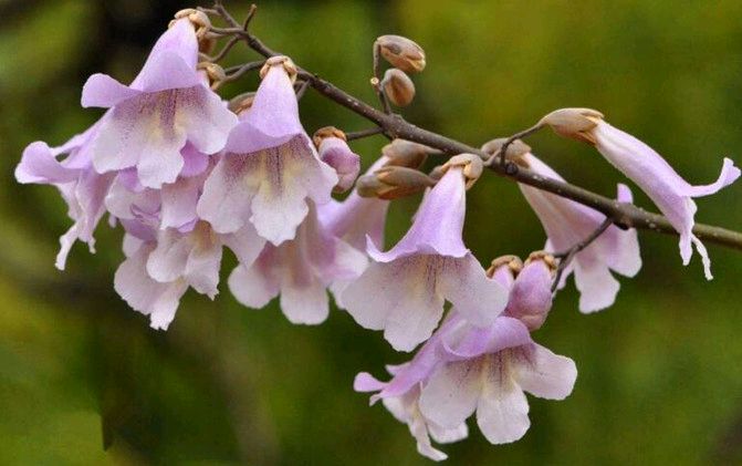 【故道文化·古风·8568】王吉禄《桐花》（图4）
