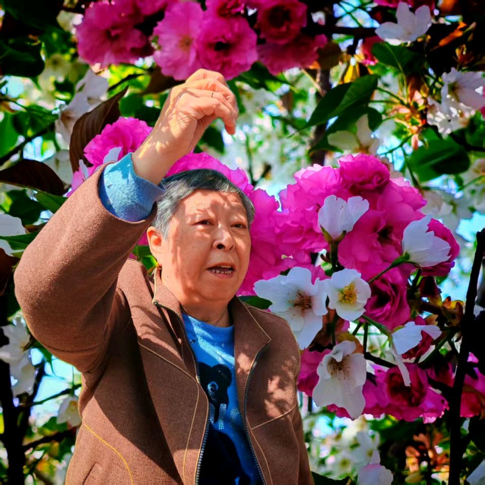 敬请欣赏||七律·樱花 作者:齐宝文（图9）
