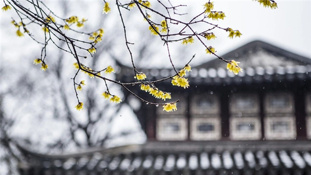 今日小雪（图8）