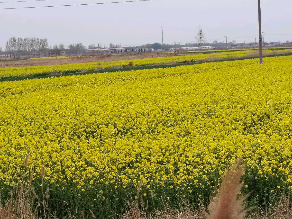 【都市头条向幸福出发编辑部】第15482期 七绝四首(新韵)王新华