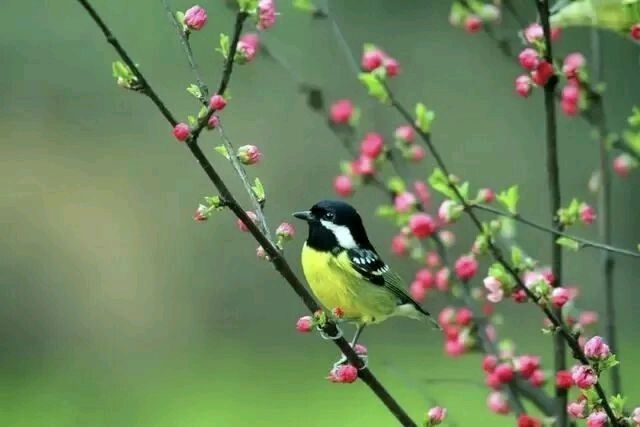 七绝《丙午晚春时节感怀偶得》十二首文/辉叔(广东_许日辉)（图6）