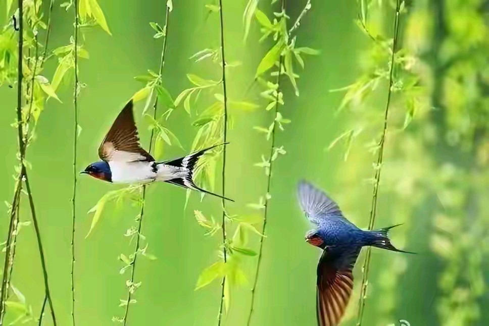 玉山诗歌《春汛》主播：潘旭东；编辑：小鱼儿 【秦岛韵声】（第1495期）（图2）