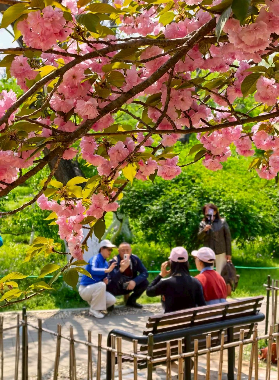 樱花色正浓🌸（图3）