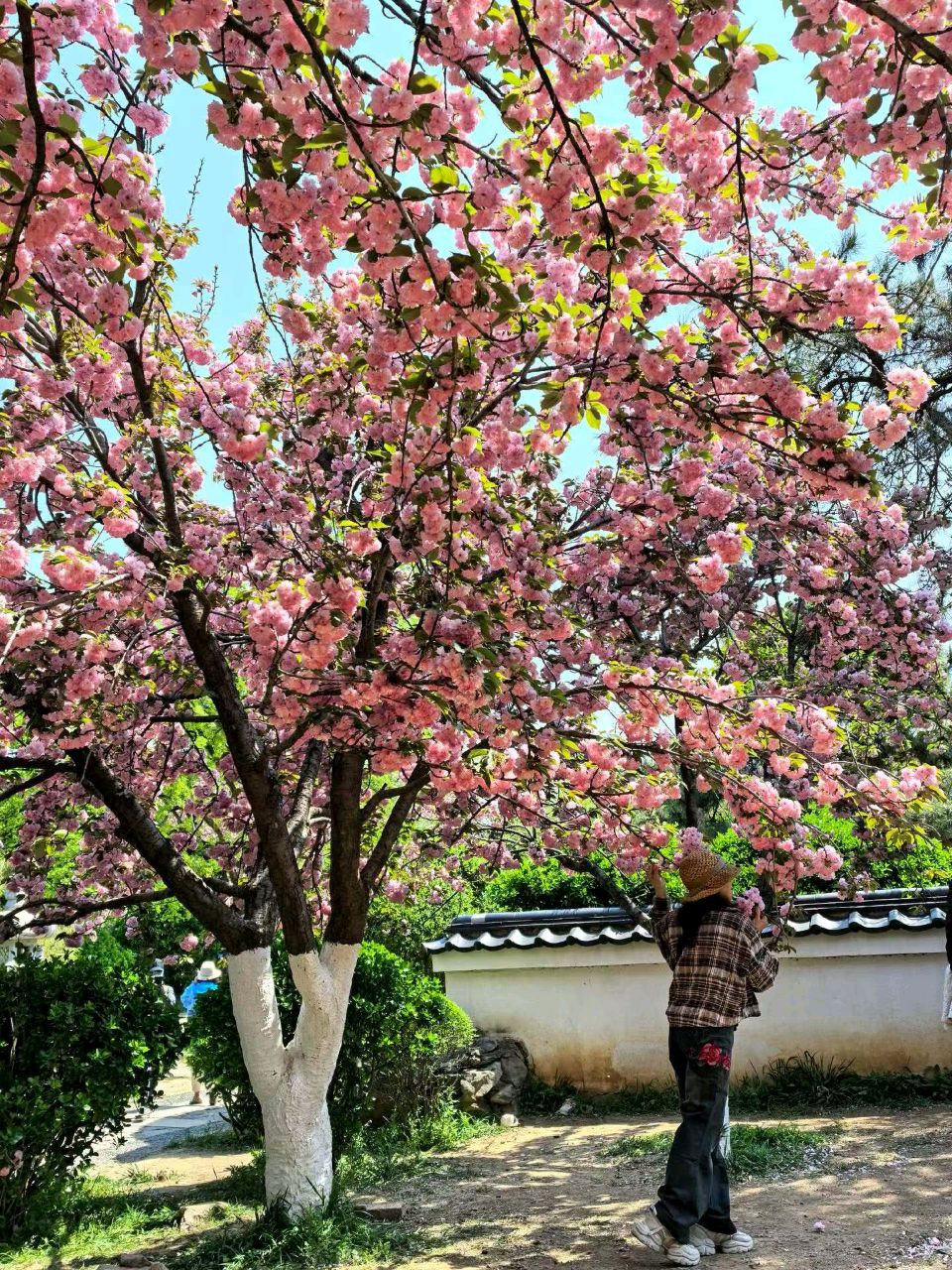 樱花色正浓🌸（图8）