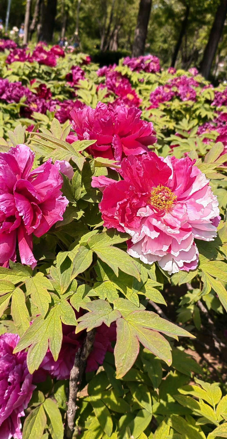 花开动泉城🌸（图8）