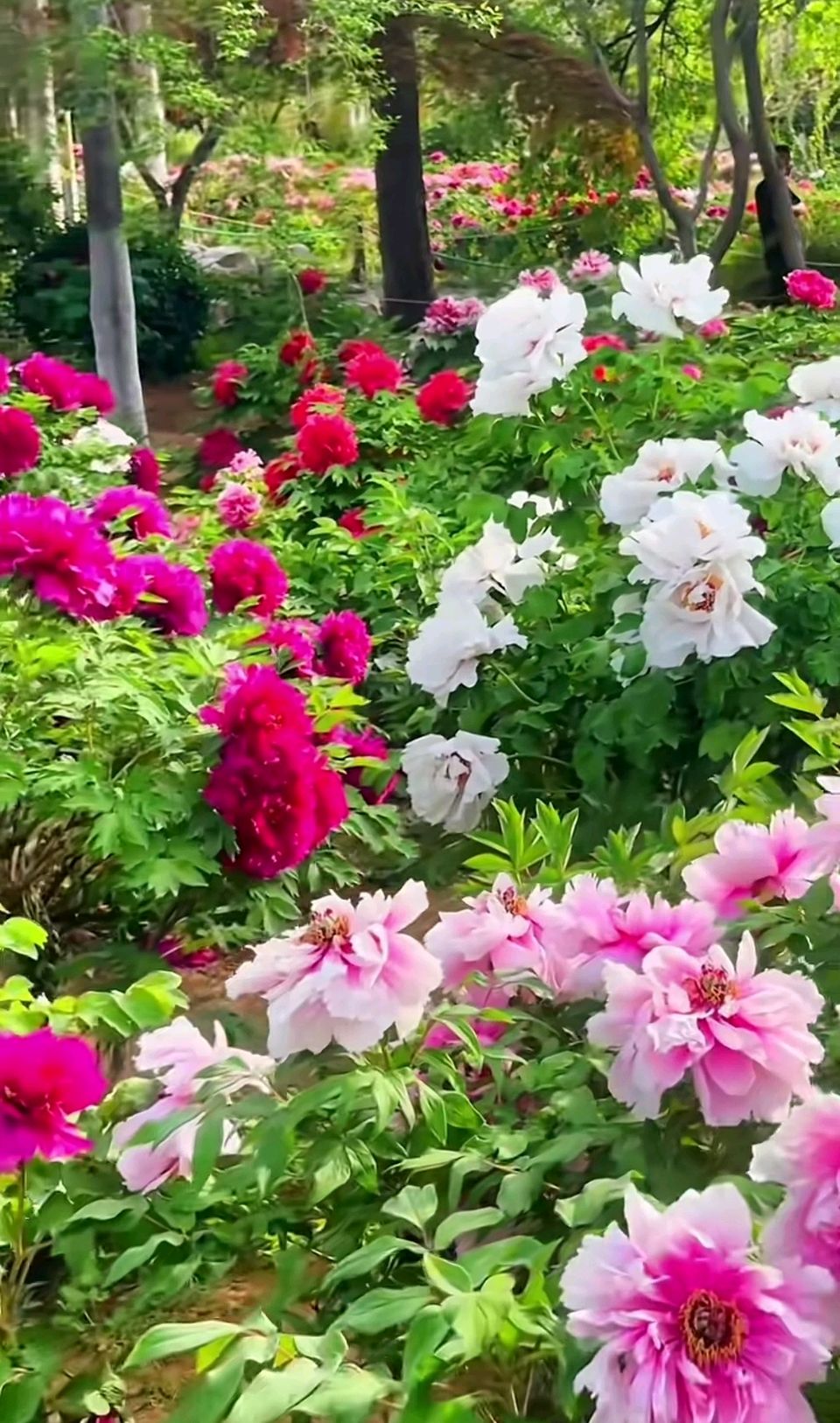 花开动泉城🌸（图2）