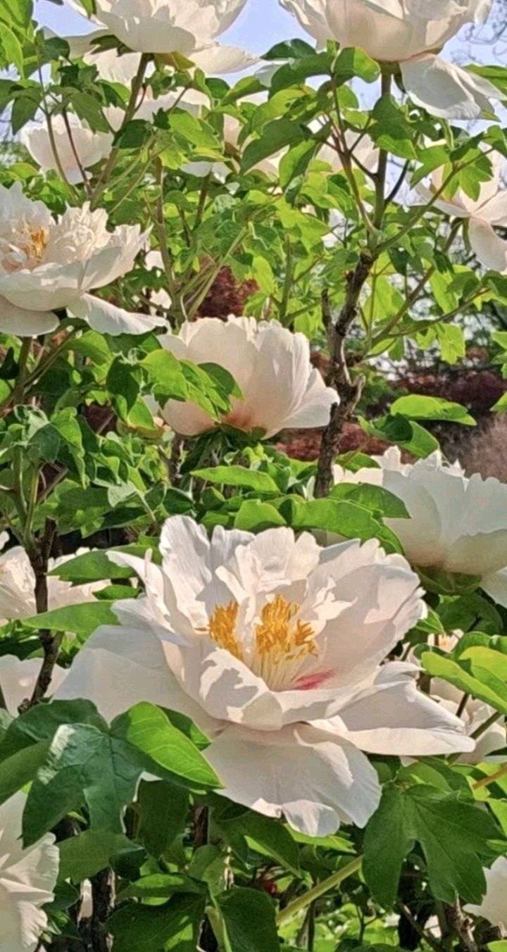 花开动泉城🌸（图6）