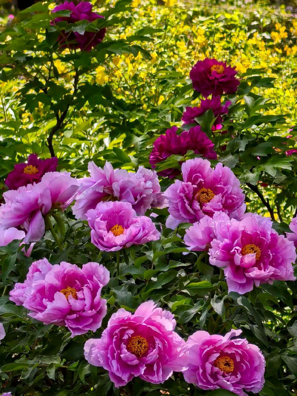 花开动泉城🌸（图7）