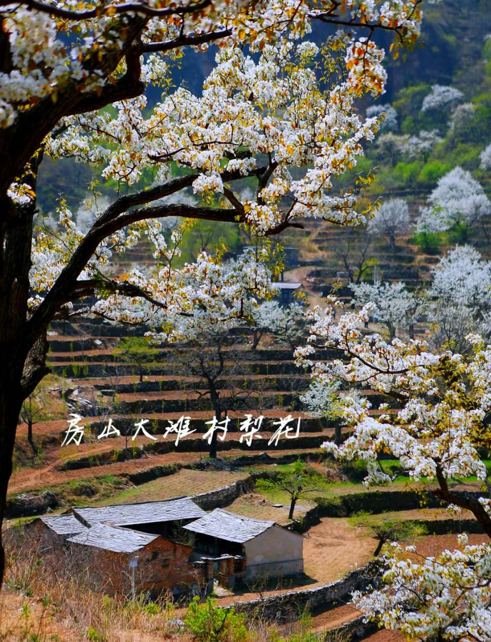 凤楼春-四月十四日大滩梨花园寄句～刘瑞宝(北京)（图12）