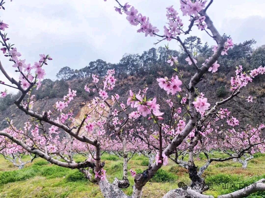 聆听 ‖ 马艳朗诵《逆光》作者/碑林路人（图6）