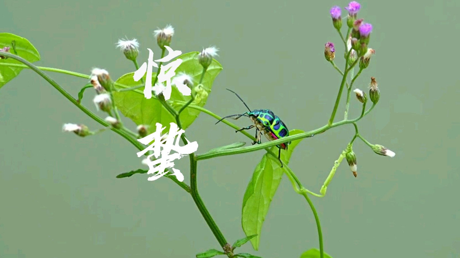 画堂春-天上飞来春（组合）田荷花（黑龙江）（图19）