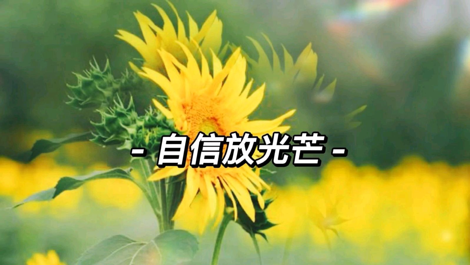 画堂春-天上飞来春（组合）田荷花（黑龙江）（图23）