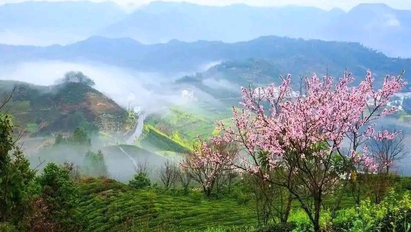 画堂春-天上飞来春（组合）田荷花（黑龙江）（图29）