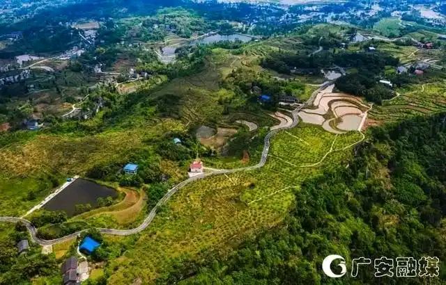 春赏蓉城油菜花（组合）李邦海（四川）（图18）