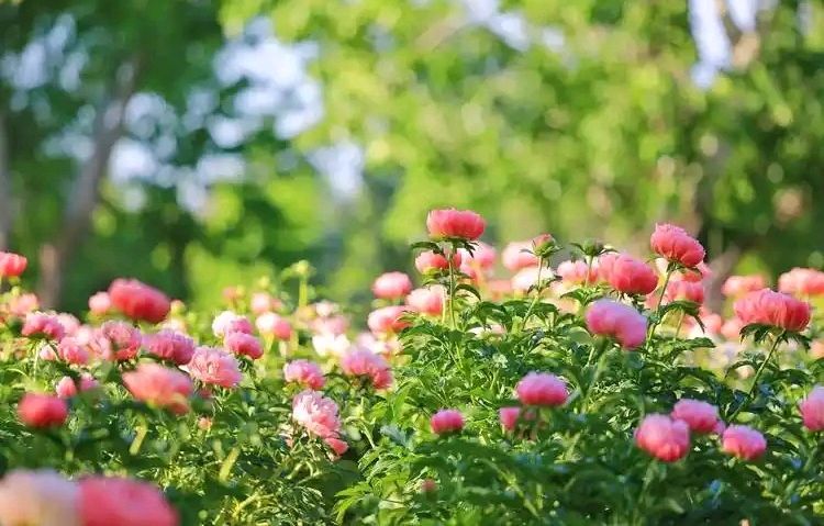 春赏蓉城油菜花（组合）李邦海（四川）（图22）