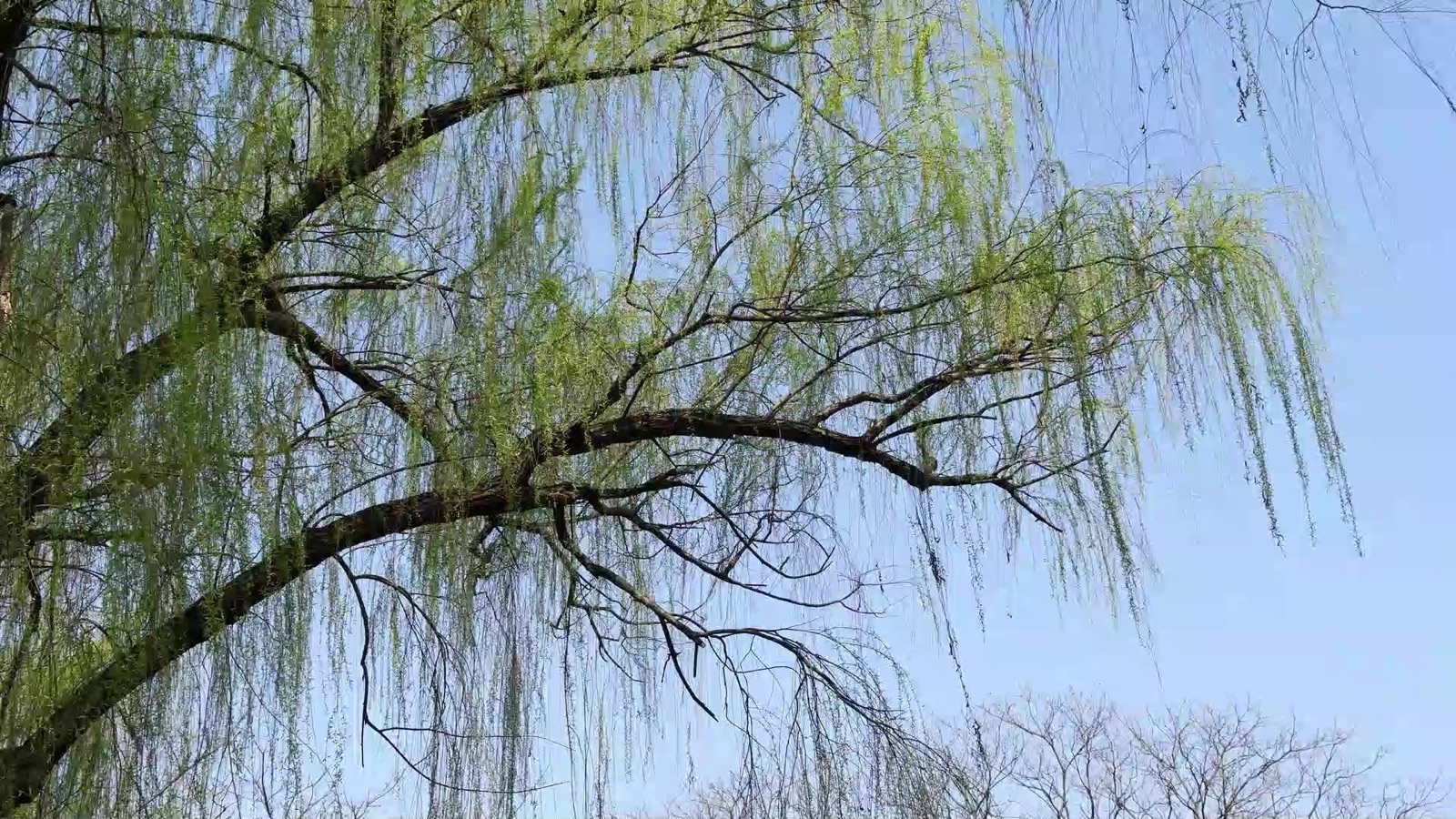 【新诗大观】茔柳||文/岳国栋（图2）