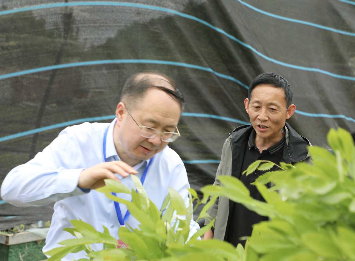 河南：鲁山县政协开展“擦亮‘中国柞蚕之都’名片 推动蚕业高质量发展”专题视察调研（图2）