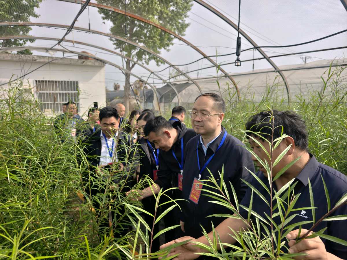 河南：鲁山县政协开展“擦亮‘中国柞蚕之都’名片 推动蚕业高质量发展”专题视察调研（图5）