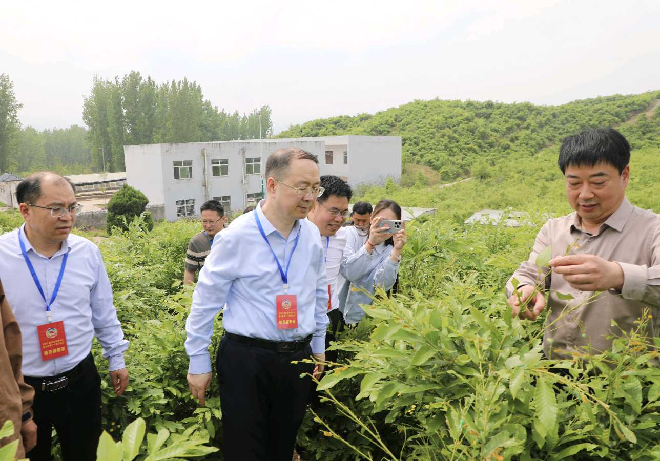 河南：鲁山县政协开展“擦亮‘中国柞蚕之都’名片 推动蚕业高质量发展”专题视察调研（图4）