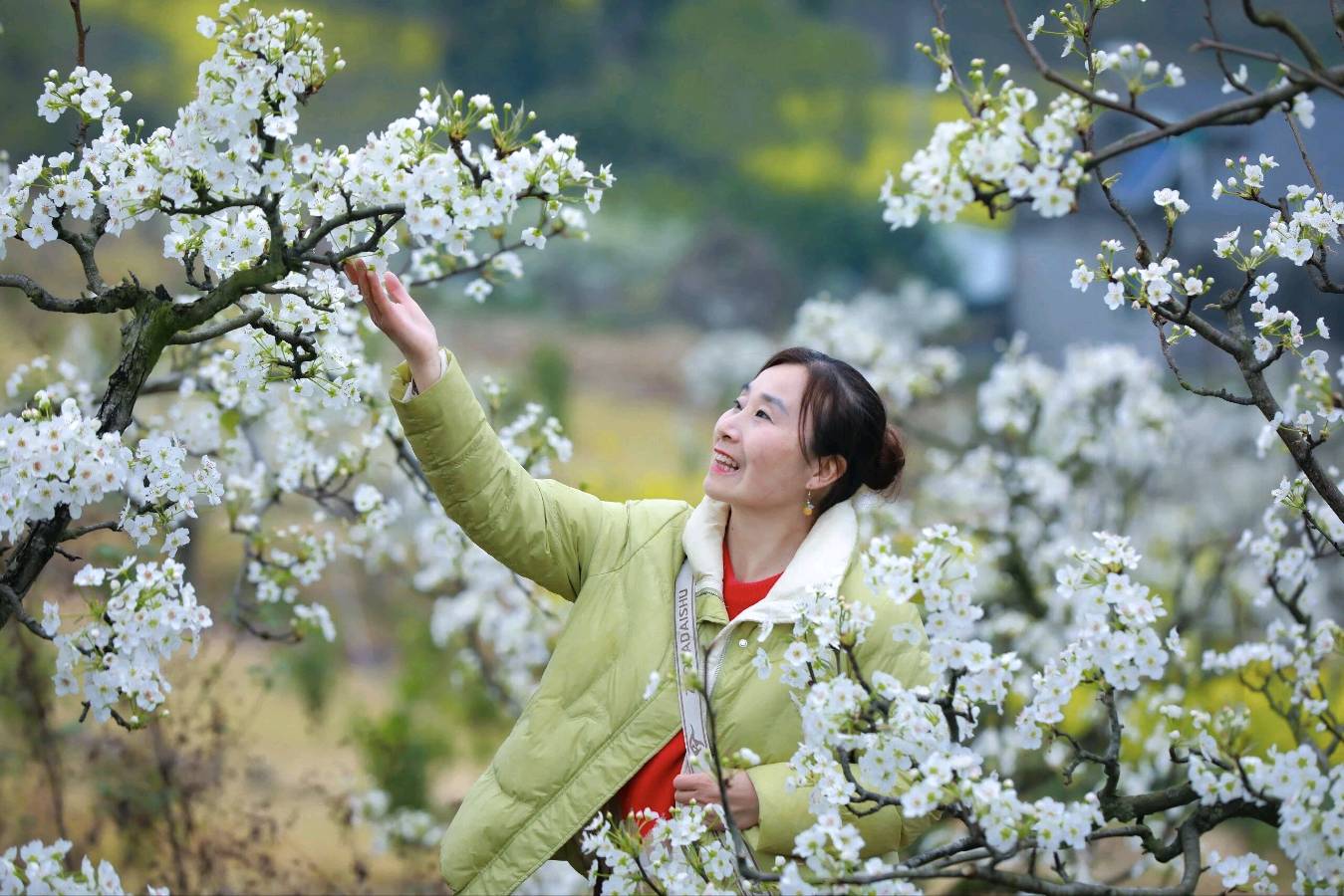 鹧鸪天·梨花开文/青山新雨（图4）