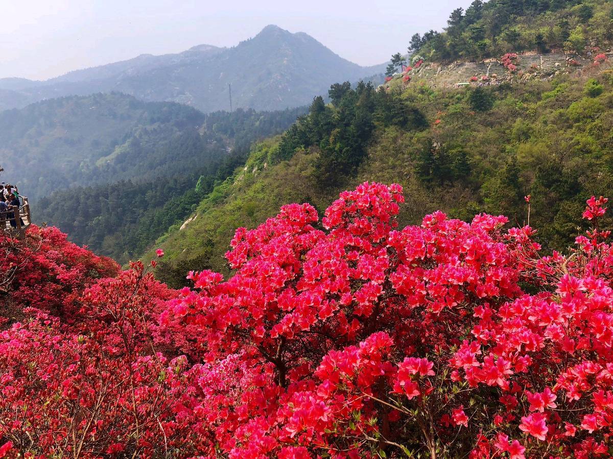 【小重山】迤逦群山杜鹃红 作者:胡荣光（图2）