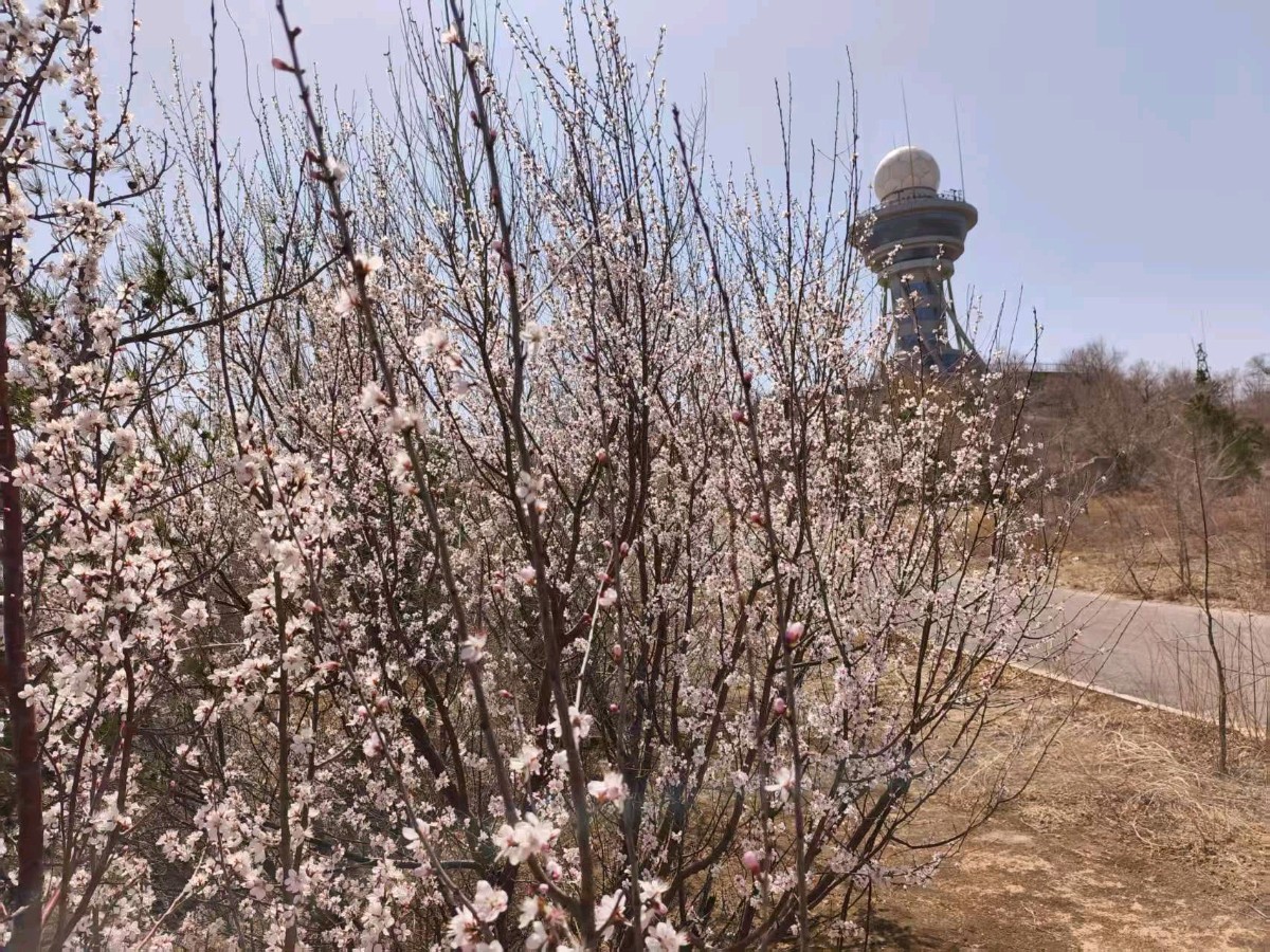 【仿古体新诗】南山赏春～宁国振（赤峰）（图12）