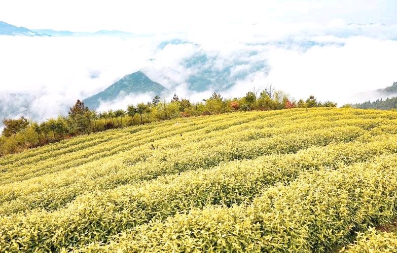 北岭上的黄茶树/李学蛟（山东临沂）（图2）