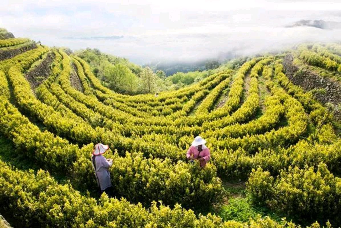 北岭上的黄茶树/李学蛟（山东临沂）（图3）